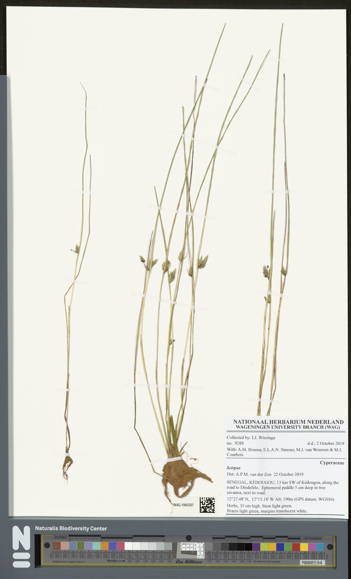 Schoenoplectiella oxyjulos — houseplant care guide