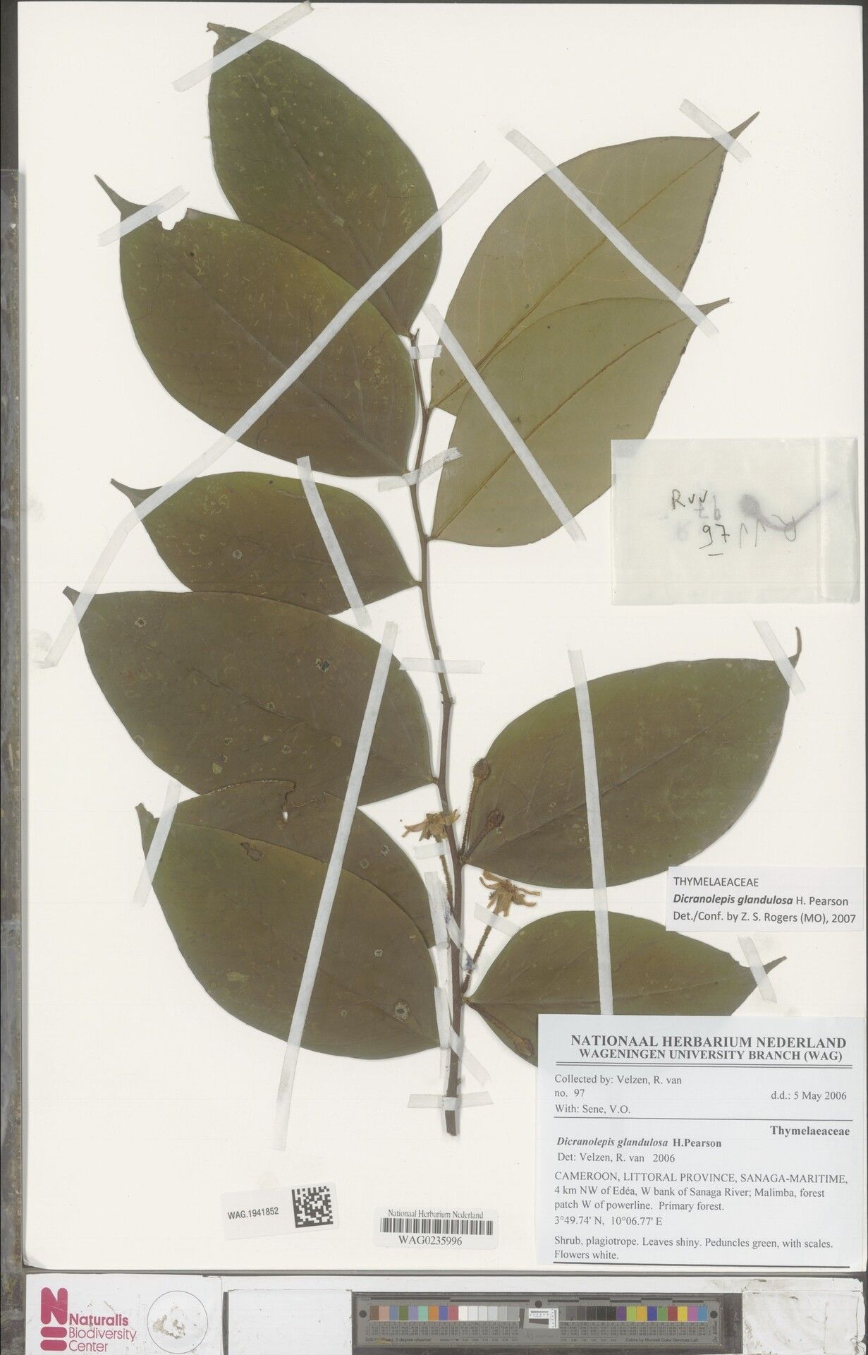 Dicranolepis glandulosa — related species from the same genus