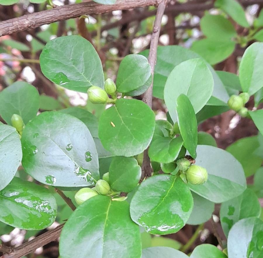 Brunfelsia australis other