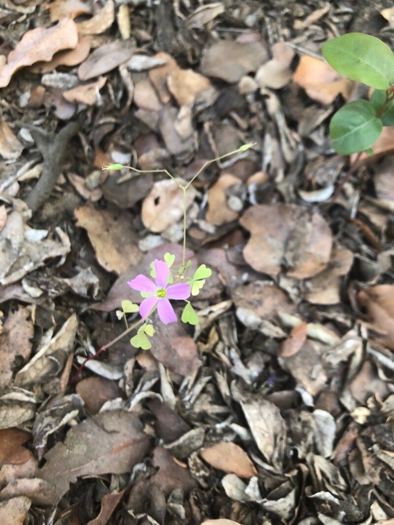 Oxalis rosea flower