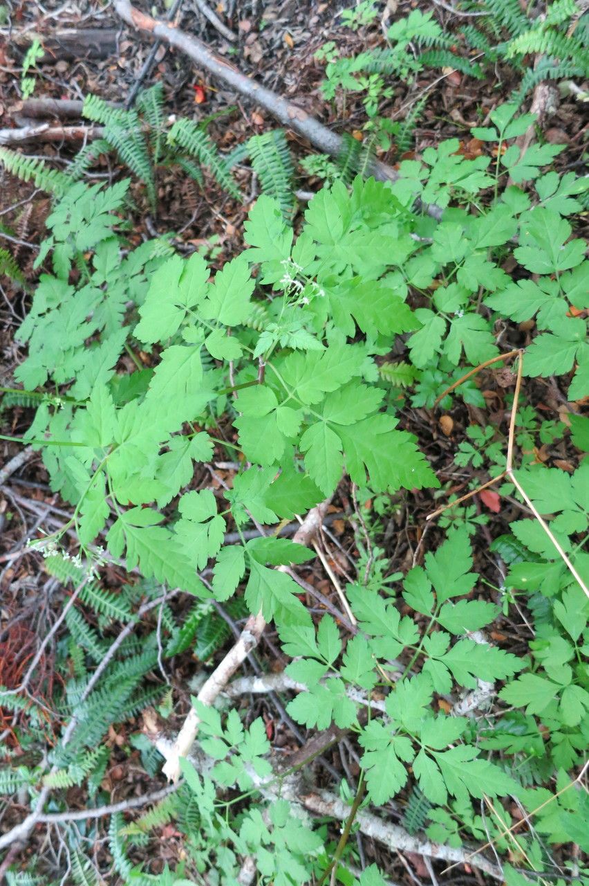 Osmorhiza chilensis habit