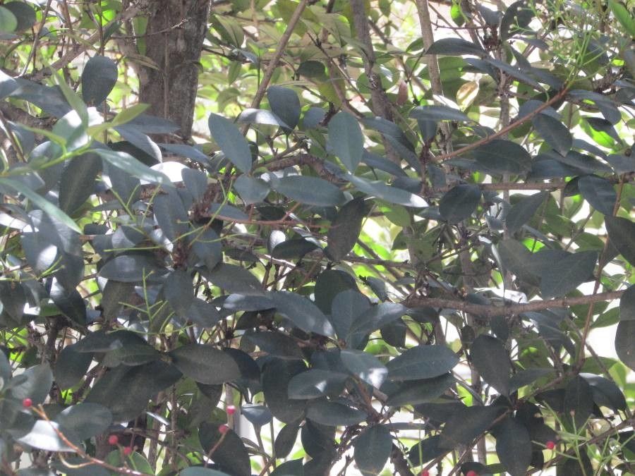 Prunus brasiliensis — houseplant care guide