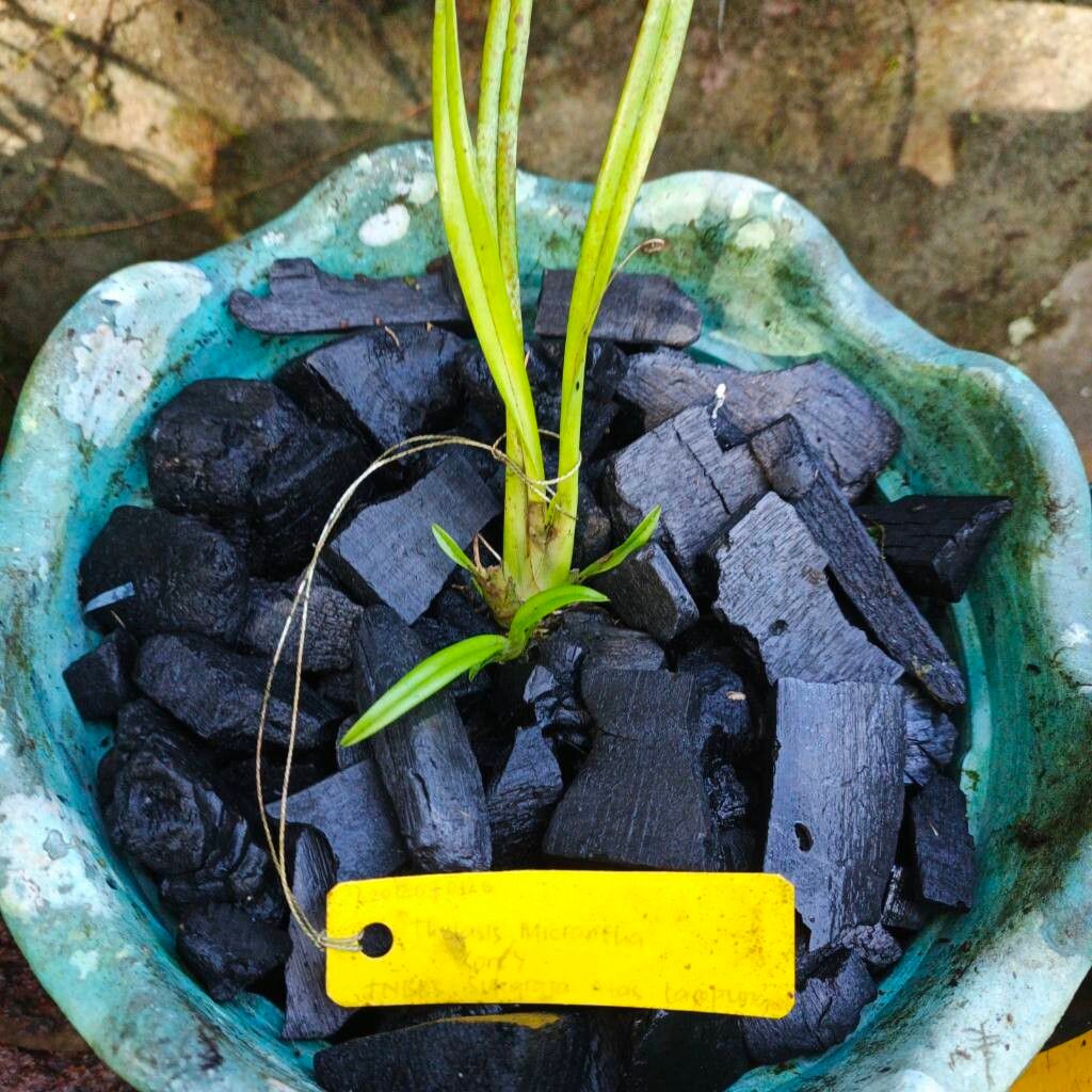 Thelasis micrantha — related species from the same genus