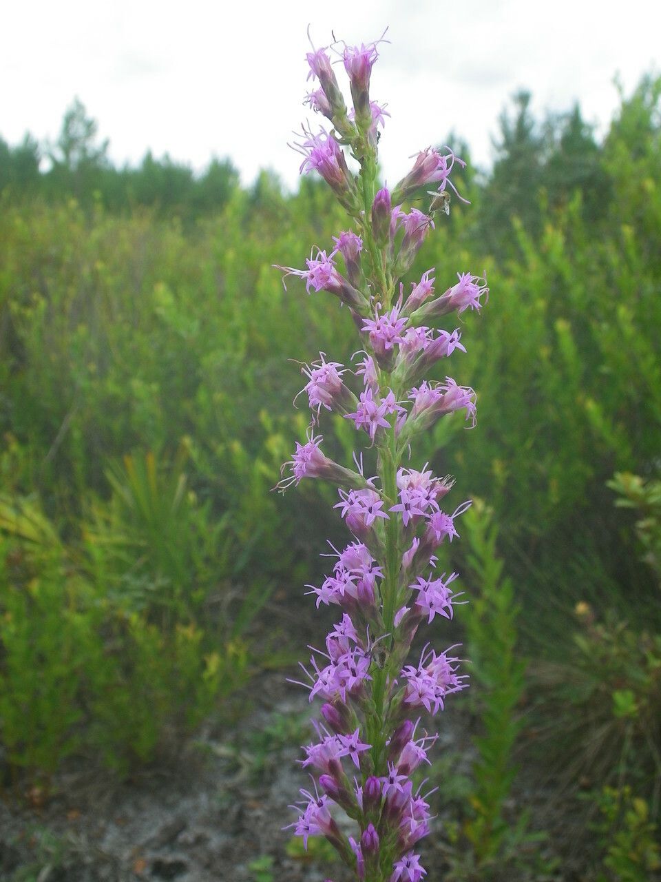 Liatris chapmanii