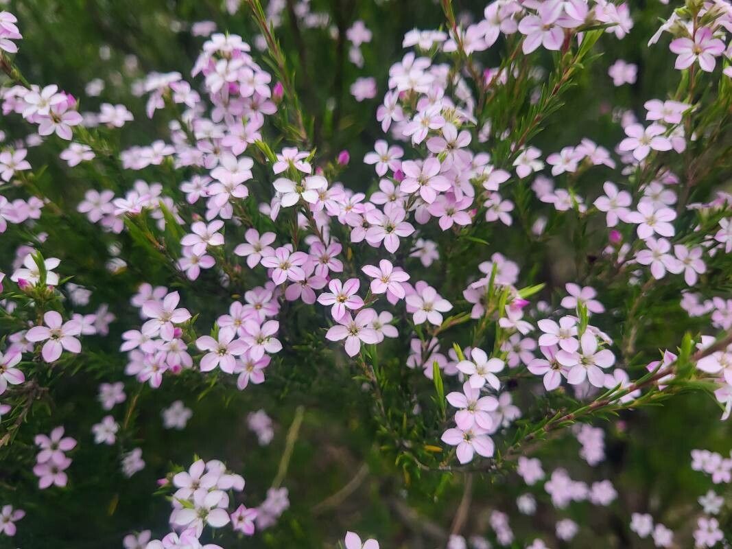 Coleonema pulchellum flower