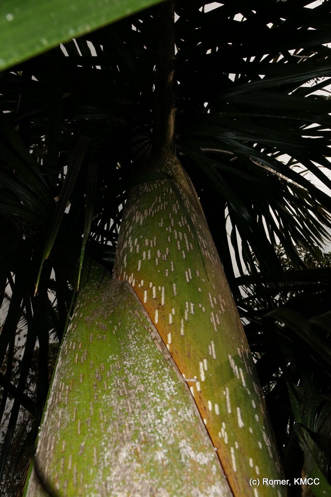 Dypsis mananjarensis — houseplant care guide