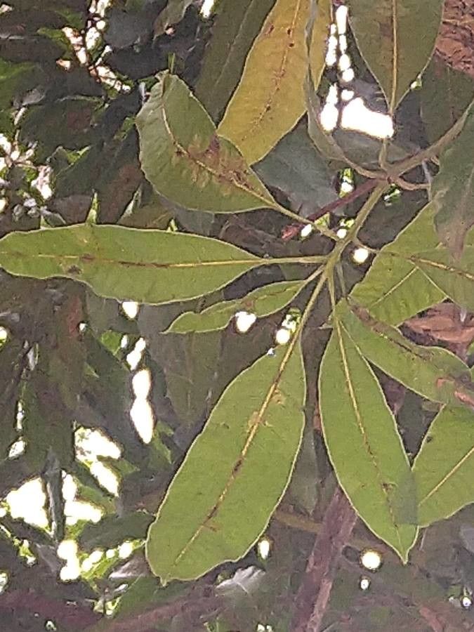 Manilkara concolor leaf