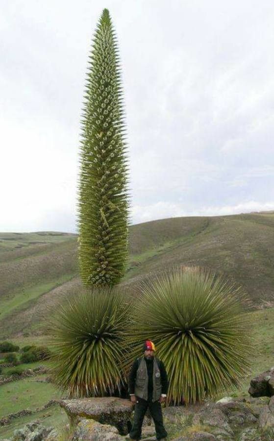 Puya raimondii flower