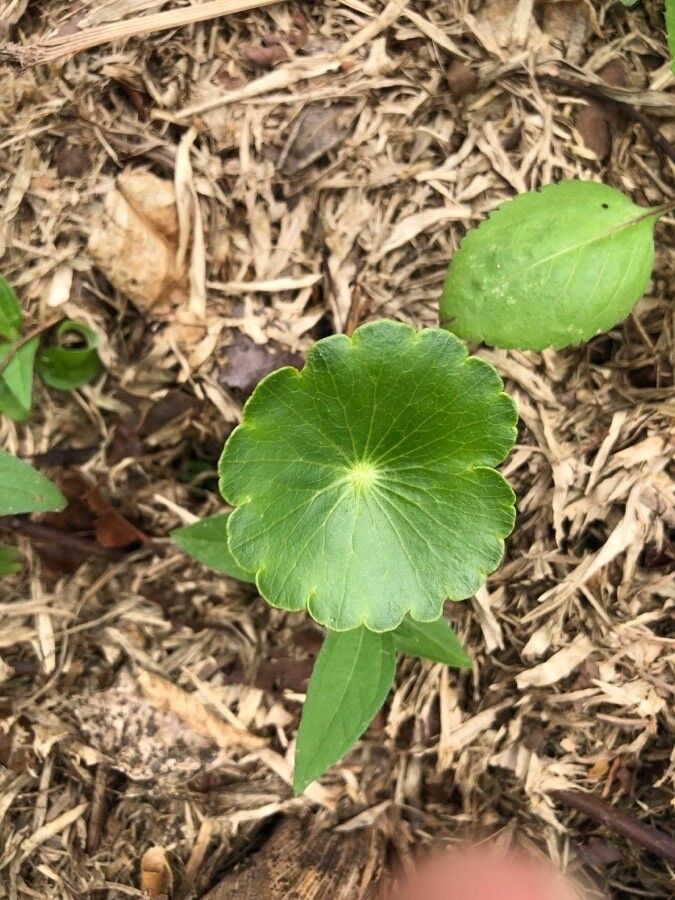 Hydrocotyle verticillata leaf