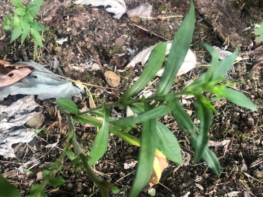 Symphyotrichum puniceum — search result for 'Symphyotrichum'