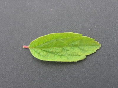 Spiraea pubescens other