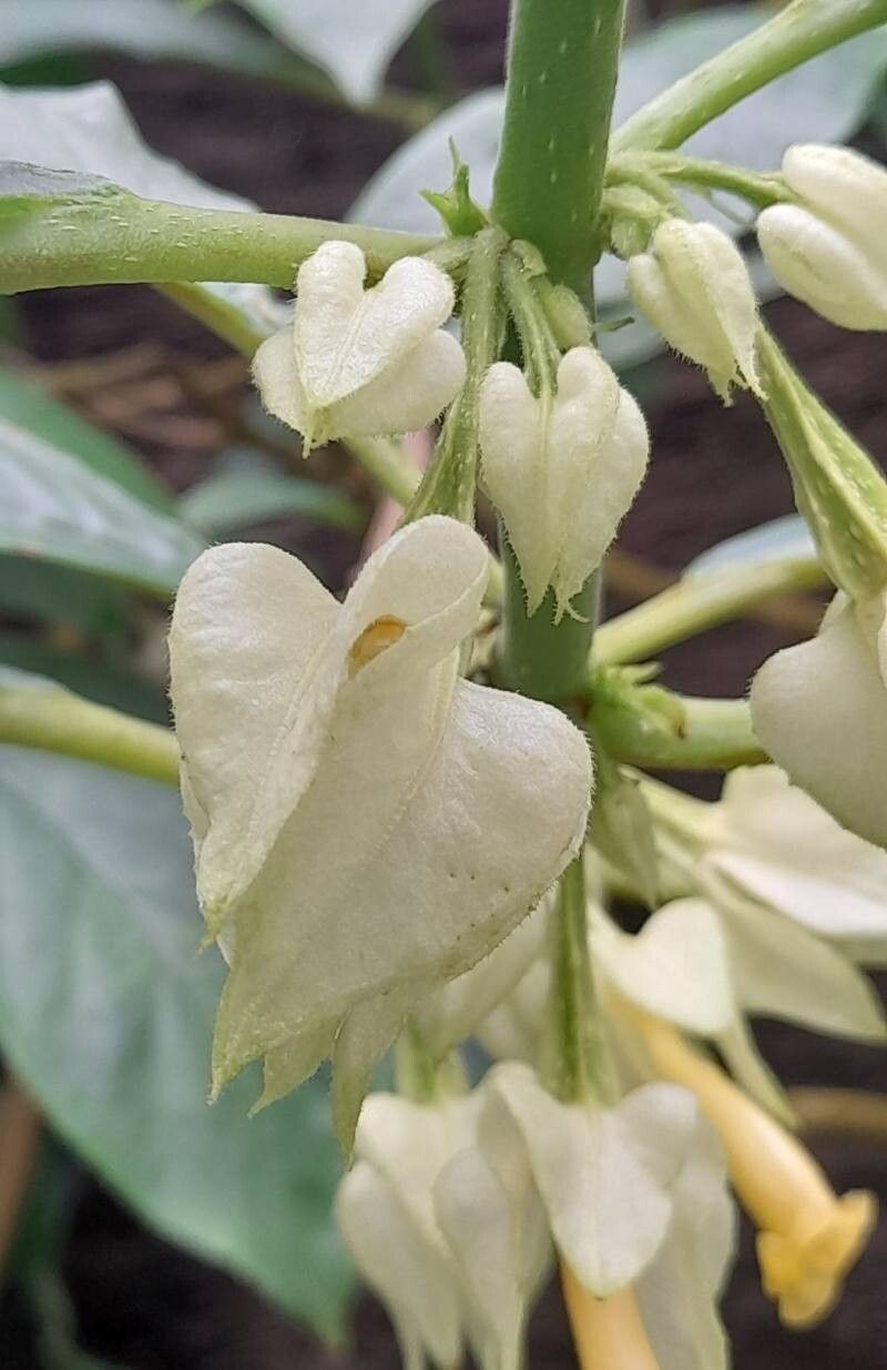 Drymonia strigosa other