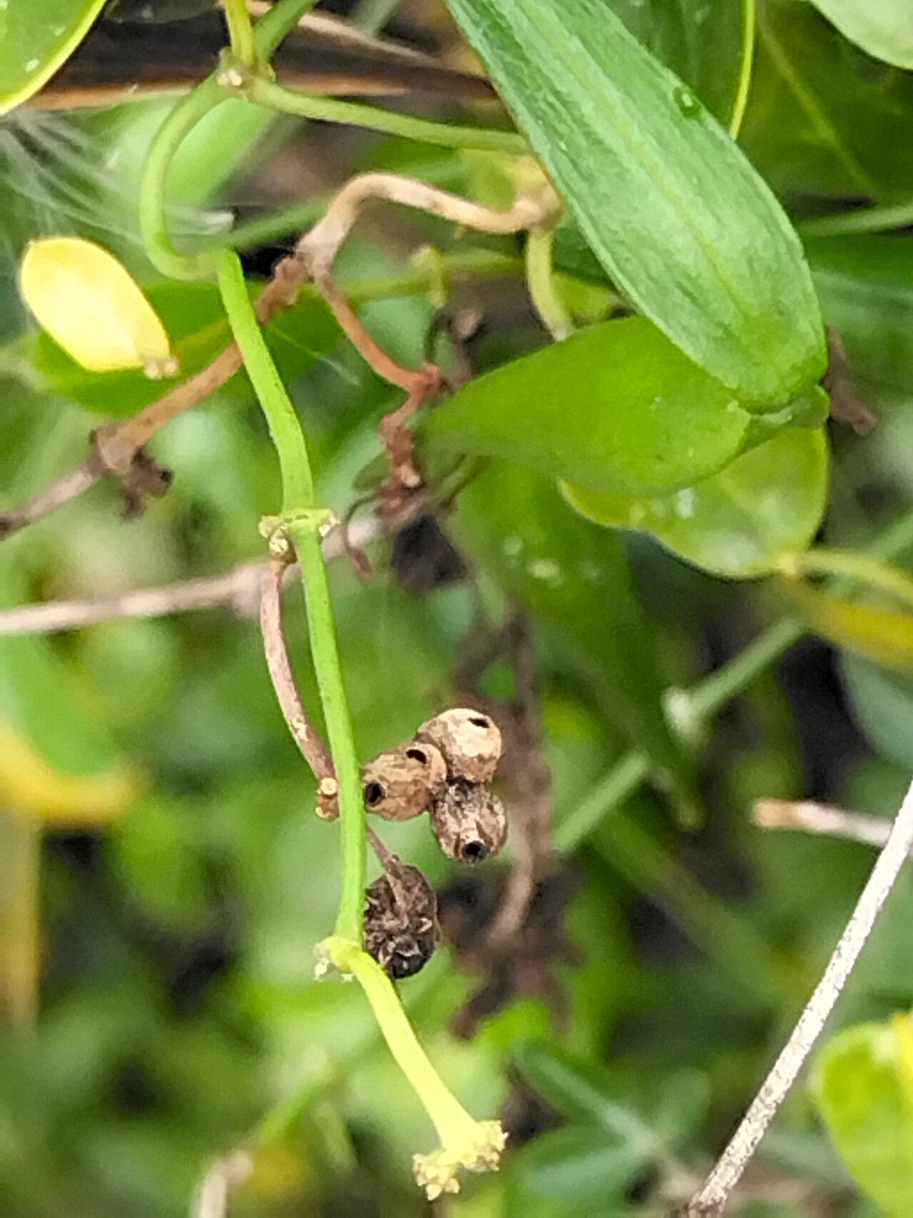 Cynanchum ellipticum fruit