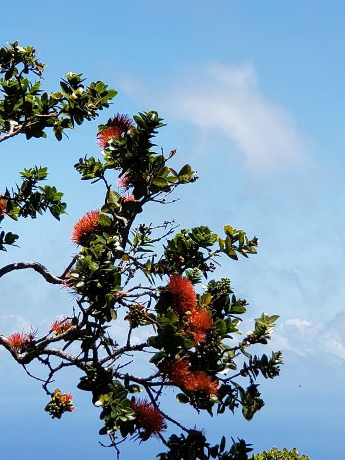 Purpureostemon ciliatus flower