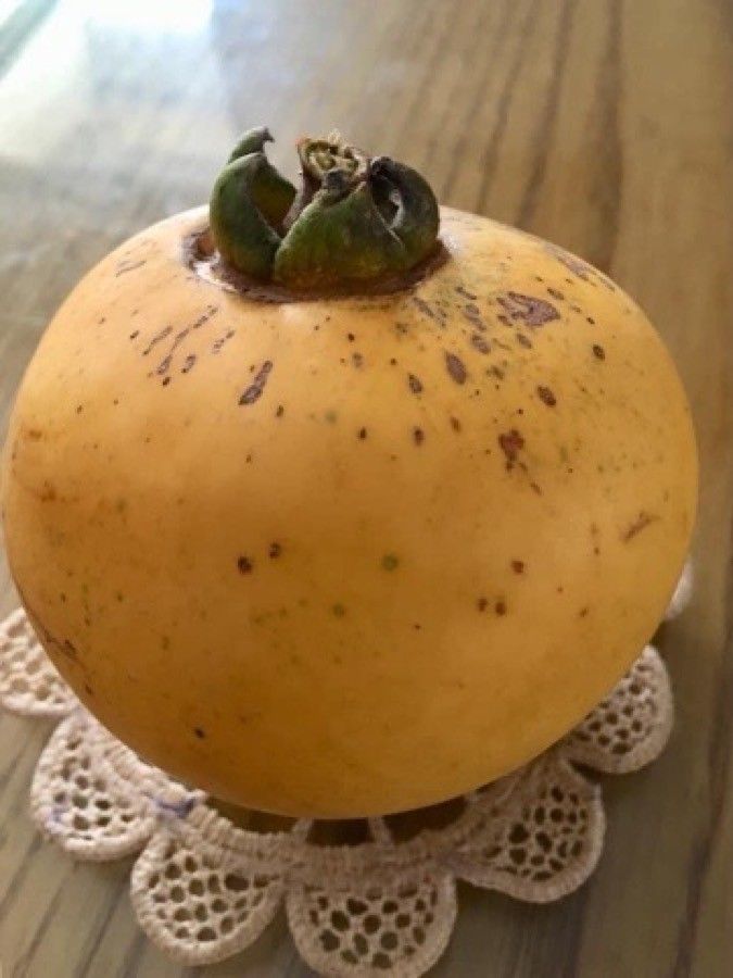 Diospyros decandra fruit