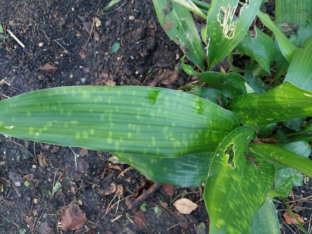 Aspidistra patentiloba leaf