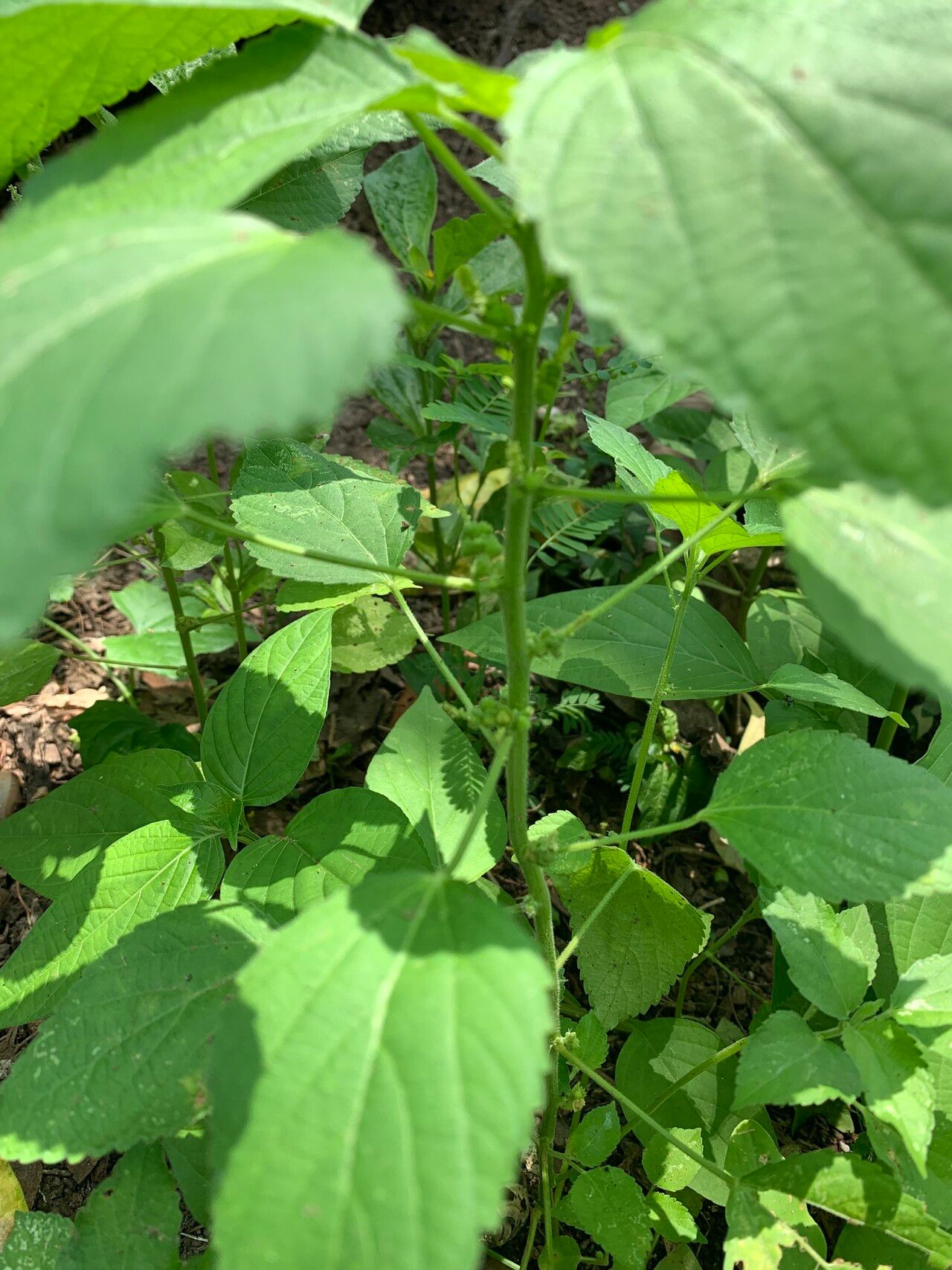 Acalypha lanceolata leaf