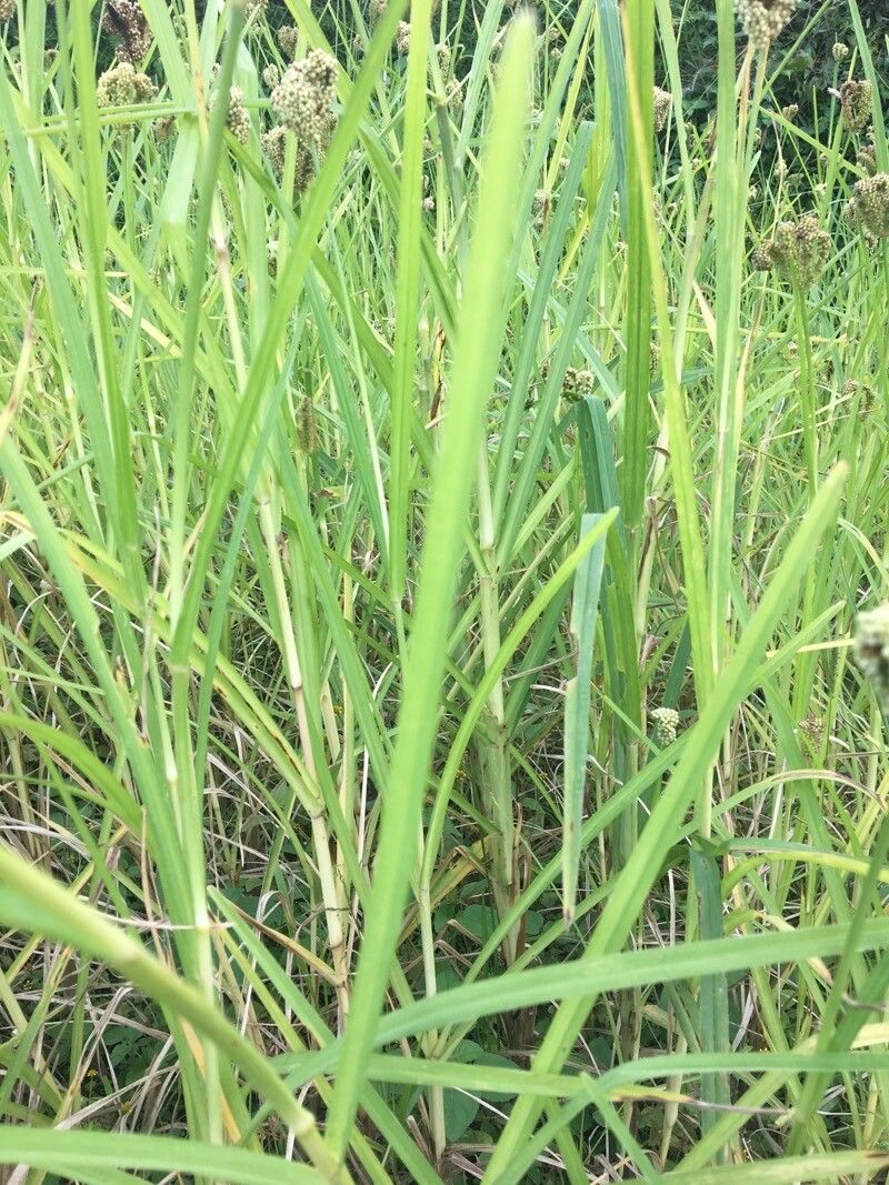 Eleusine coracana leaf