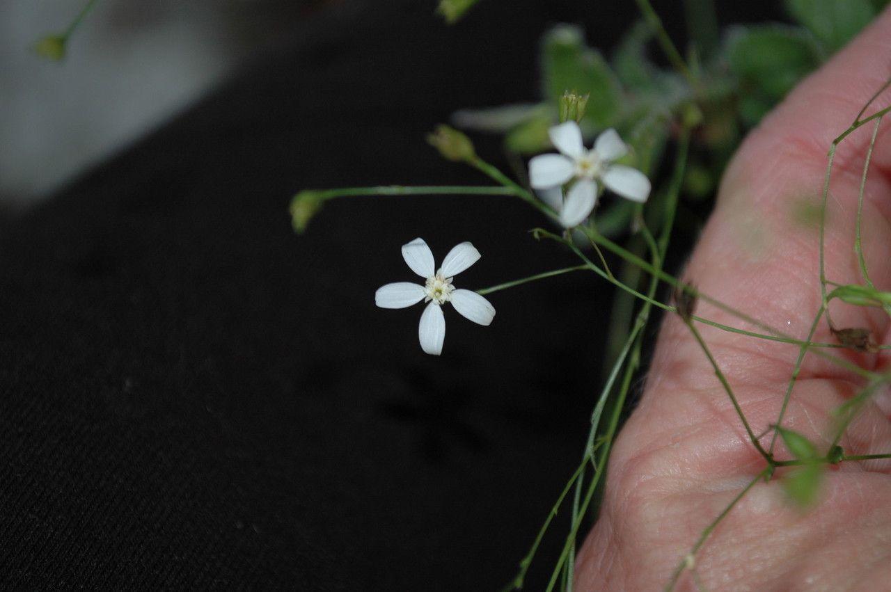 Chaetopappa effusa flower