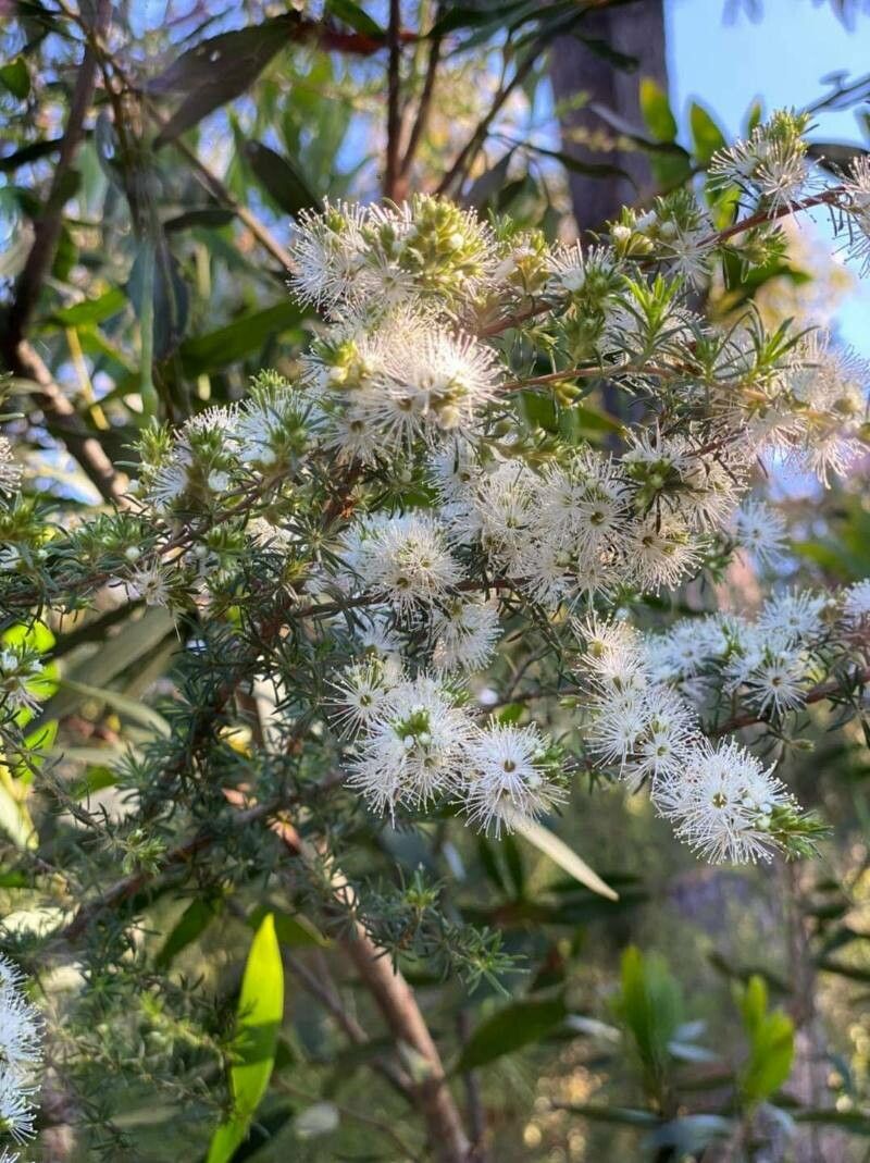 Kunzea ambigua flower