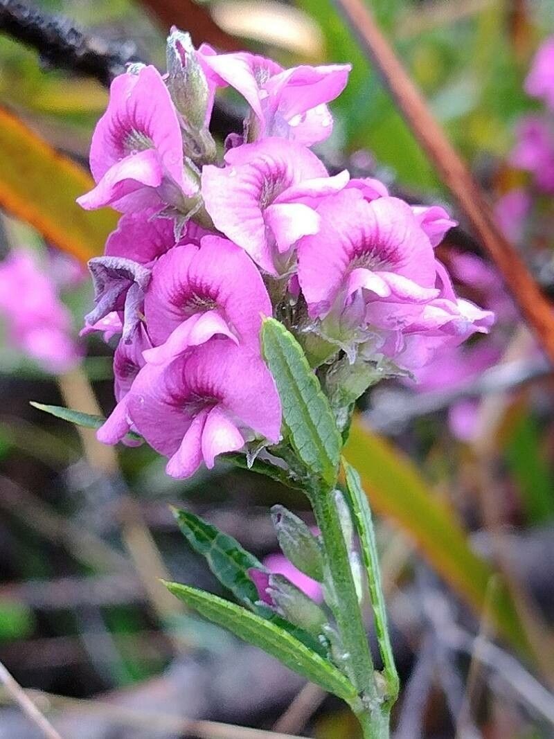 Mirbelia rubiifolia flower