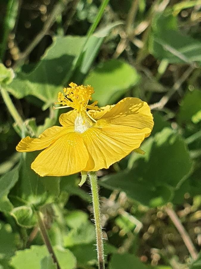 Abutilon mauritianum flower