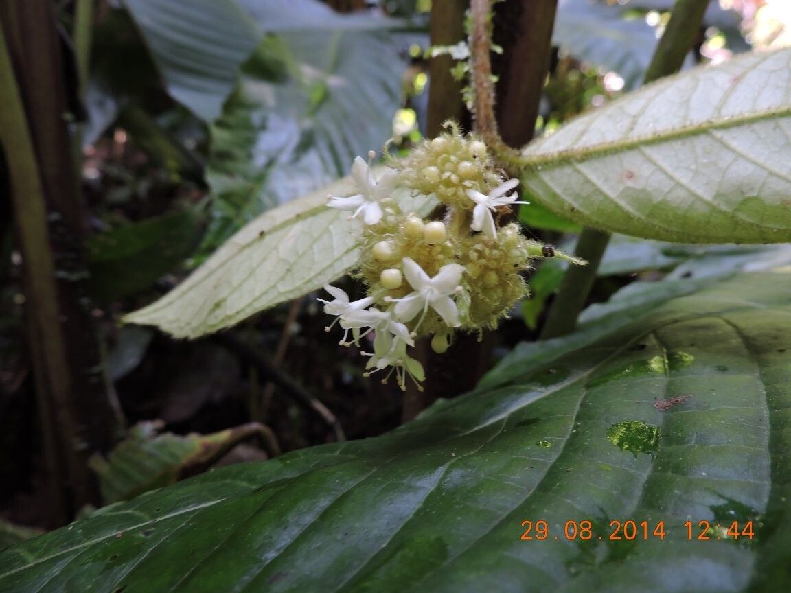 Aegiphila hoehnei — houseplant care guide