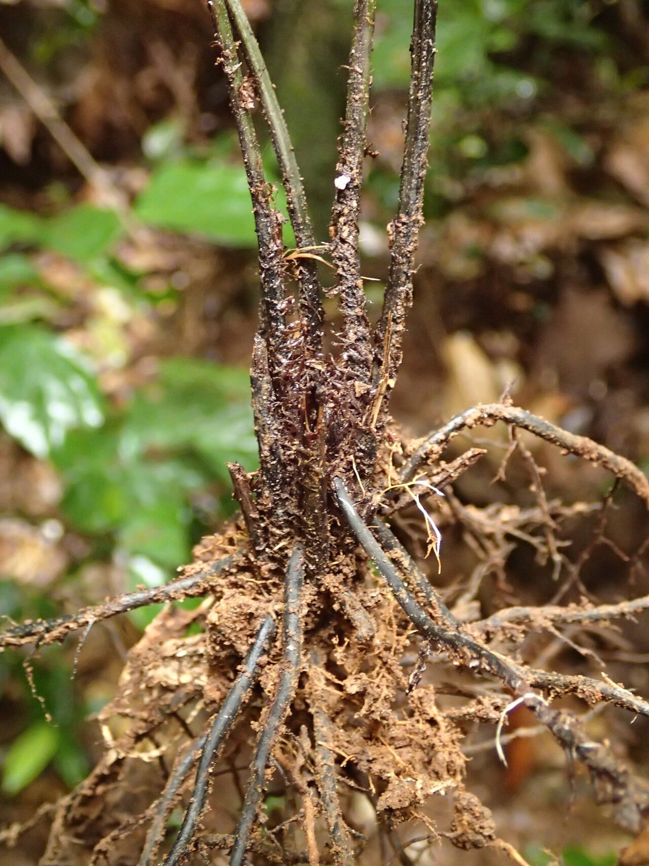 Diplazium welwitschii other