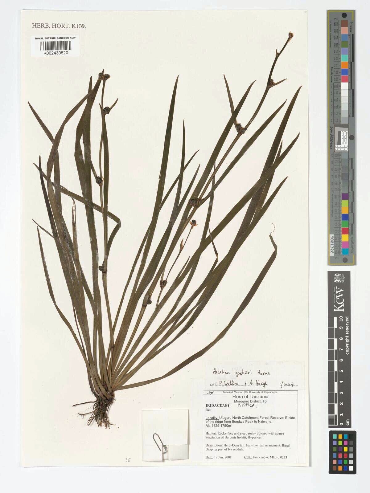 Aristea goetzei — search result for 'Aristea'