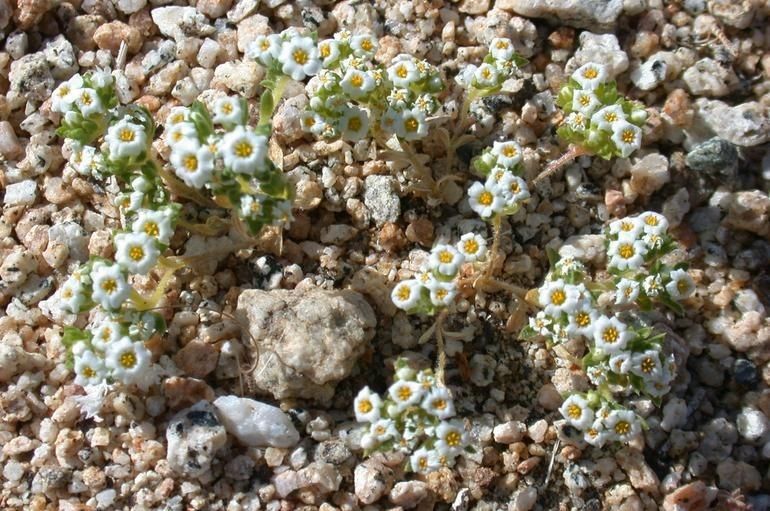 Maculigilia maculata — houseplant care guide