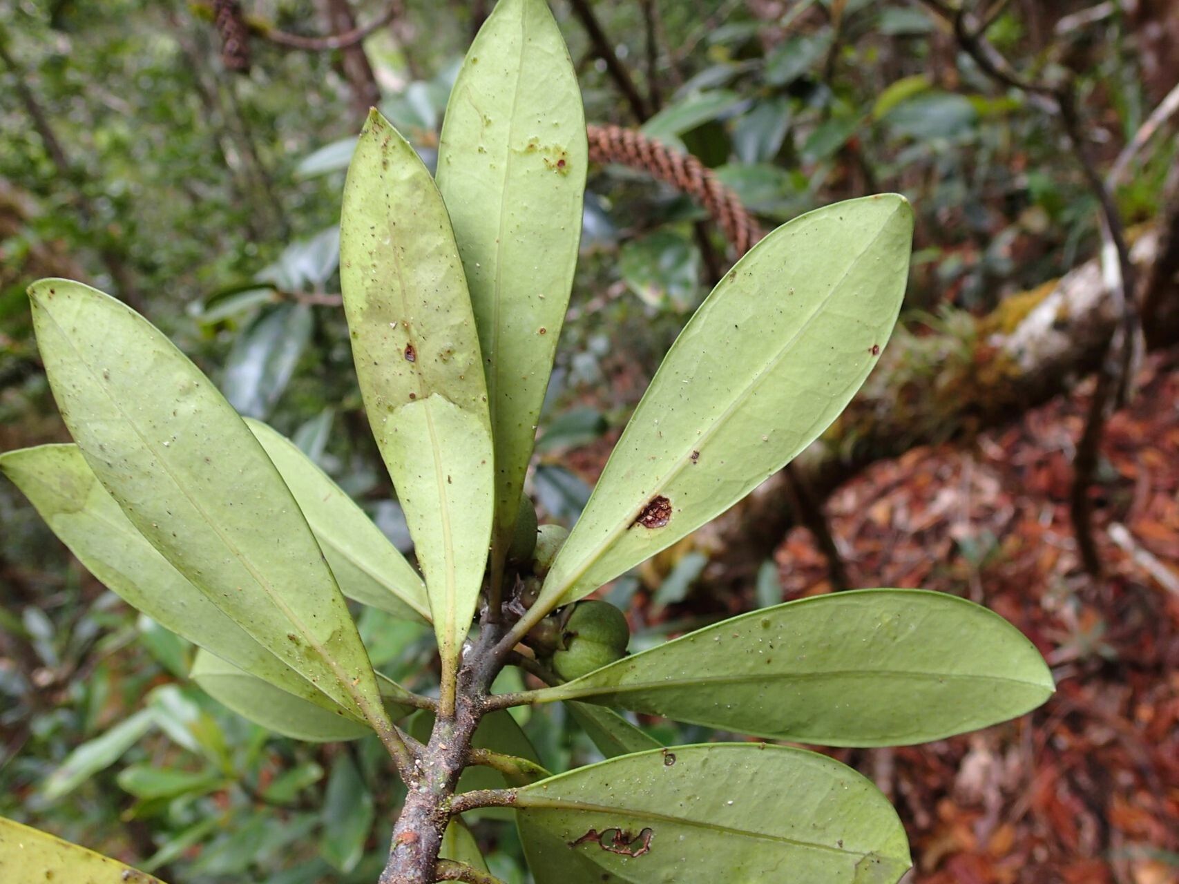 Baloghia alternifolia fruit