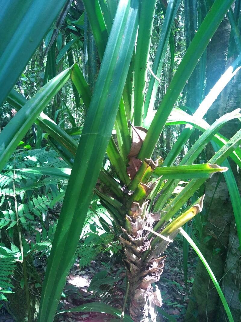 Pandanus kinabaluensis — houseplant care guide