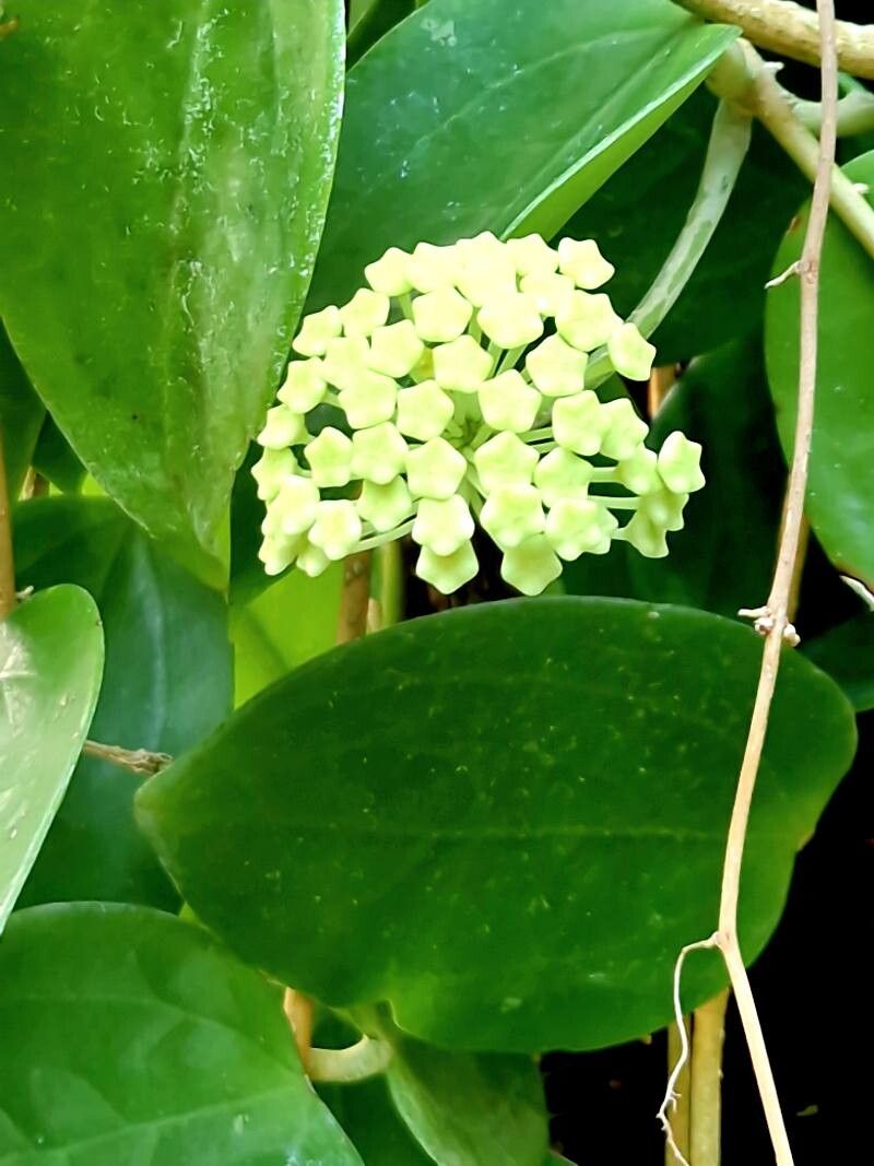 Hoya cinnamomifolia flower