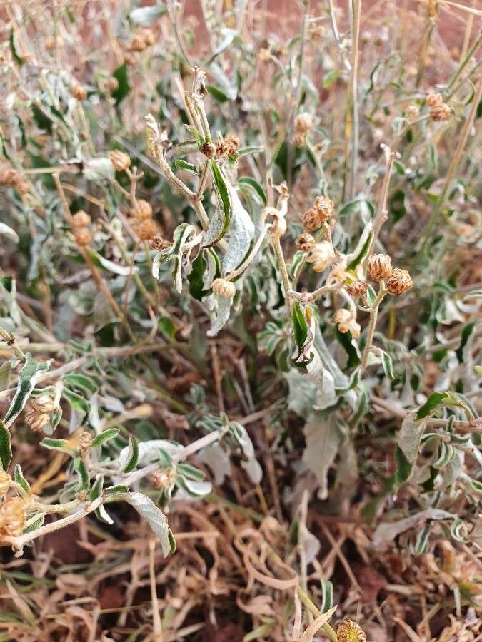 Gutenbergia boranensis fruit