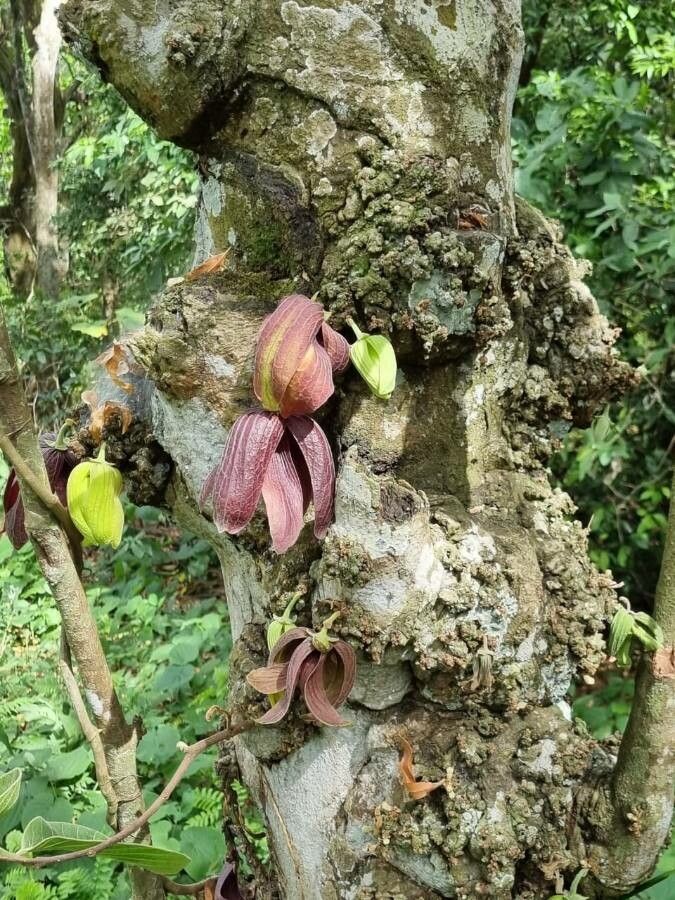 Sapranthus palanga bark