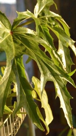 Begonia crassicaulis leaf
