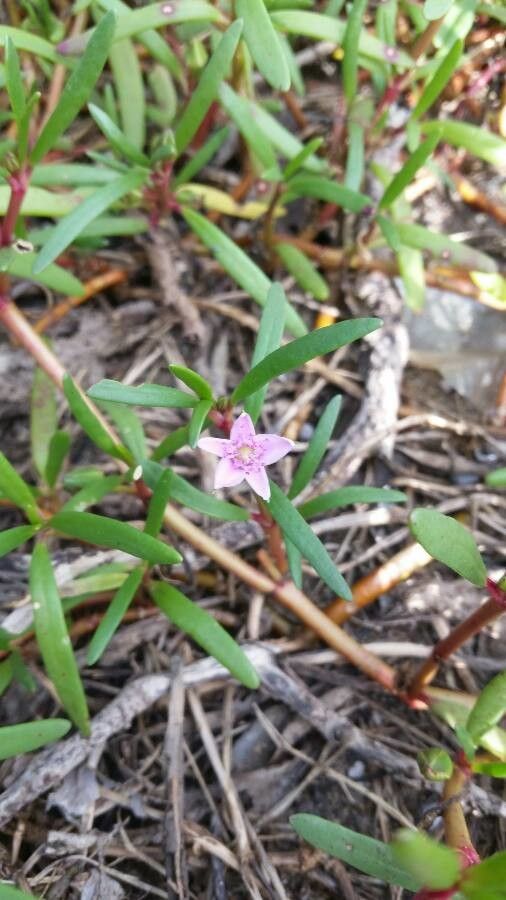 Sesuvium portulacastrum flower