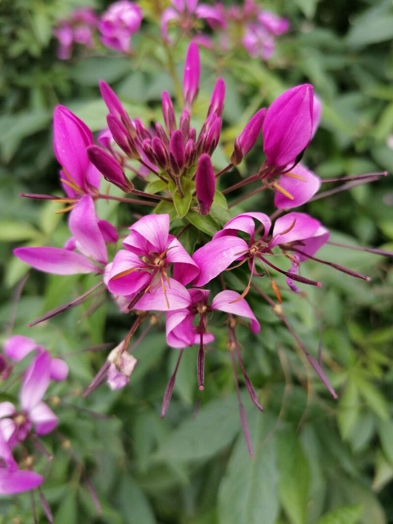 Cleome arborea — search result for 'Cleome'