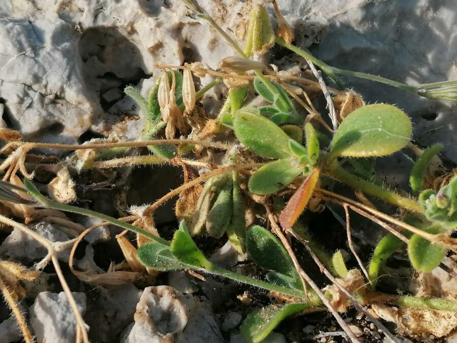 Silene secundiflora — search result for 'Silene'