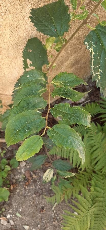 Elatostema gibbsiae leaf