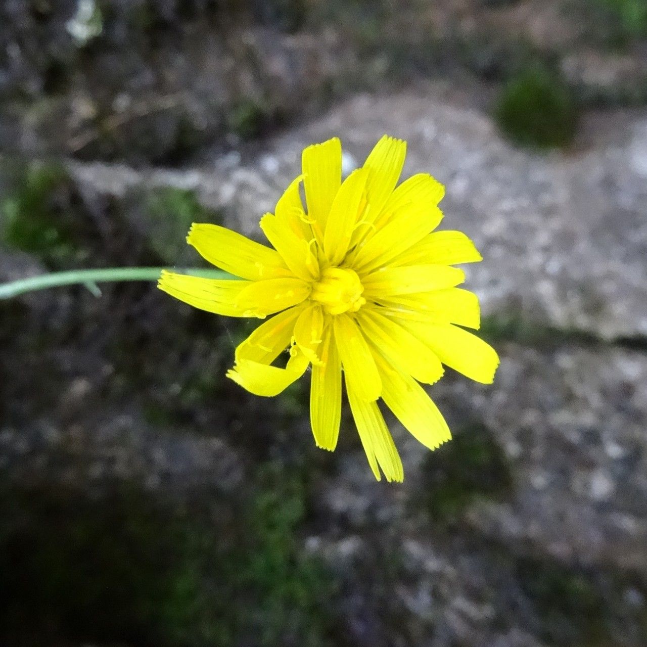 Hieracium cryptanthum flower