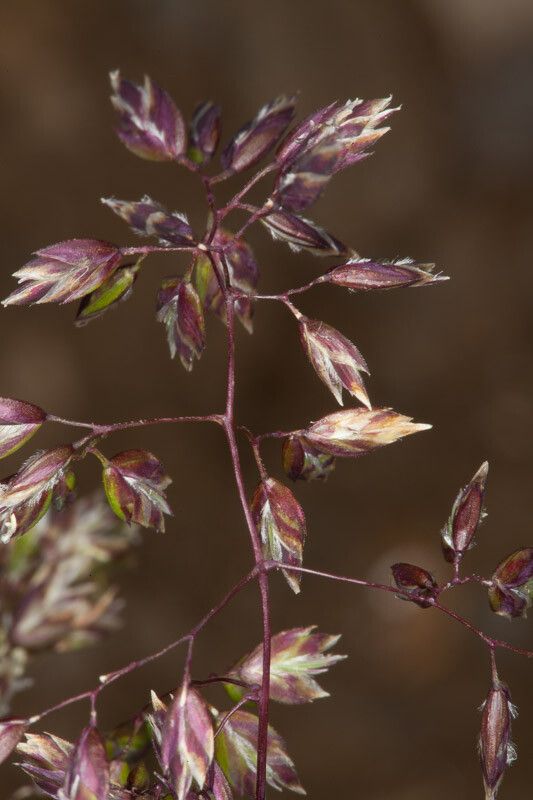 Poa alpina fruit