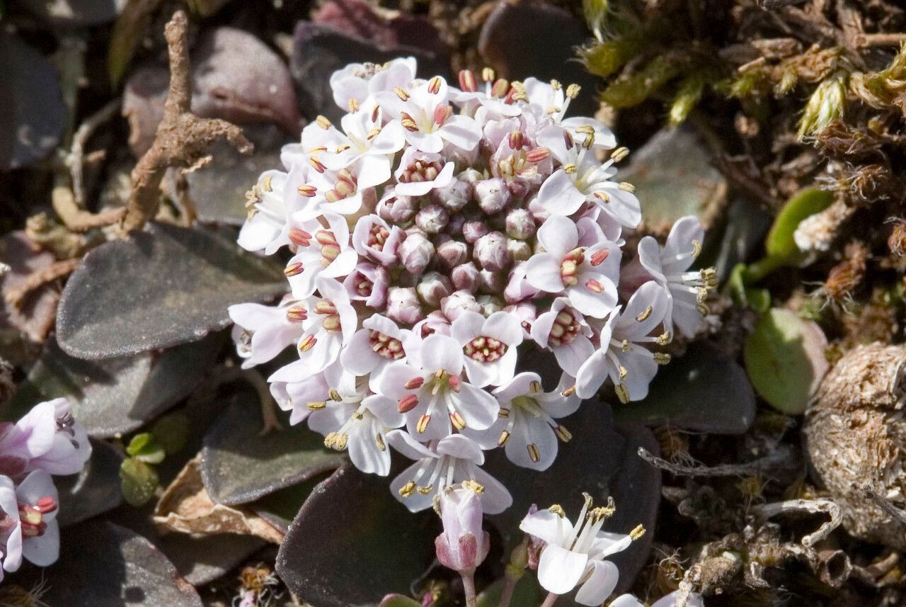 Noccaea caerulescens flower