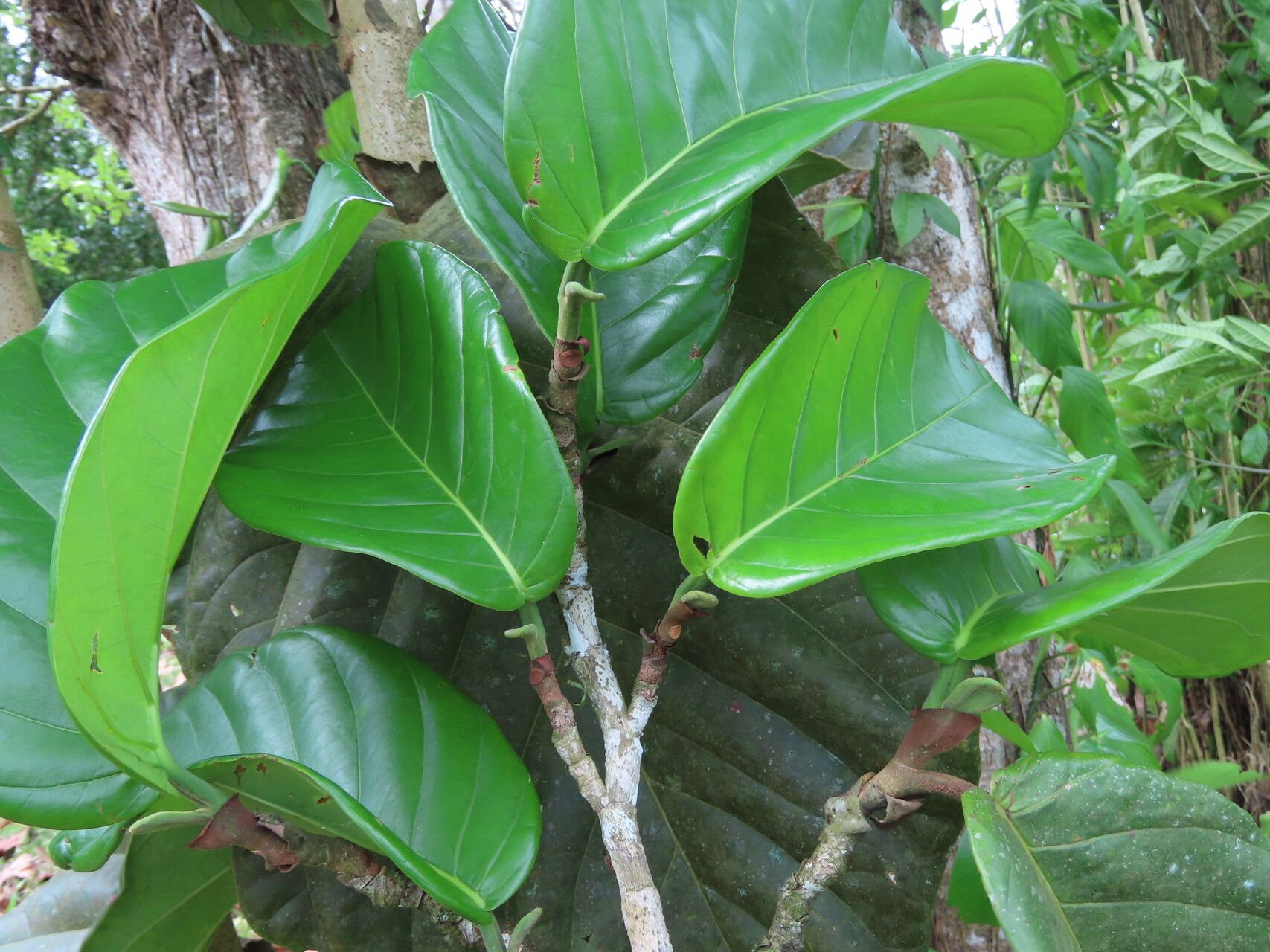 Coccoloba padiformis — houseplant care guide