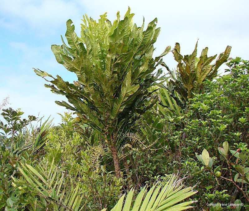 Virotia rousselii habit