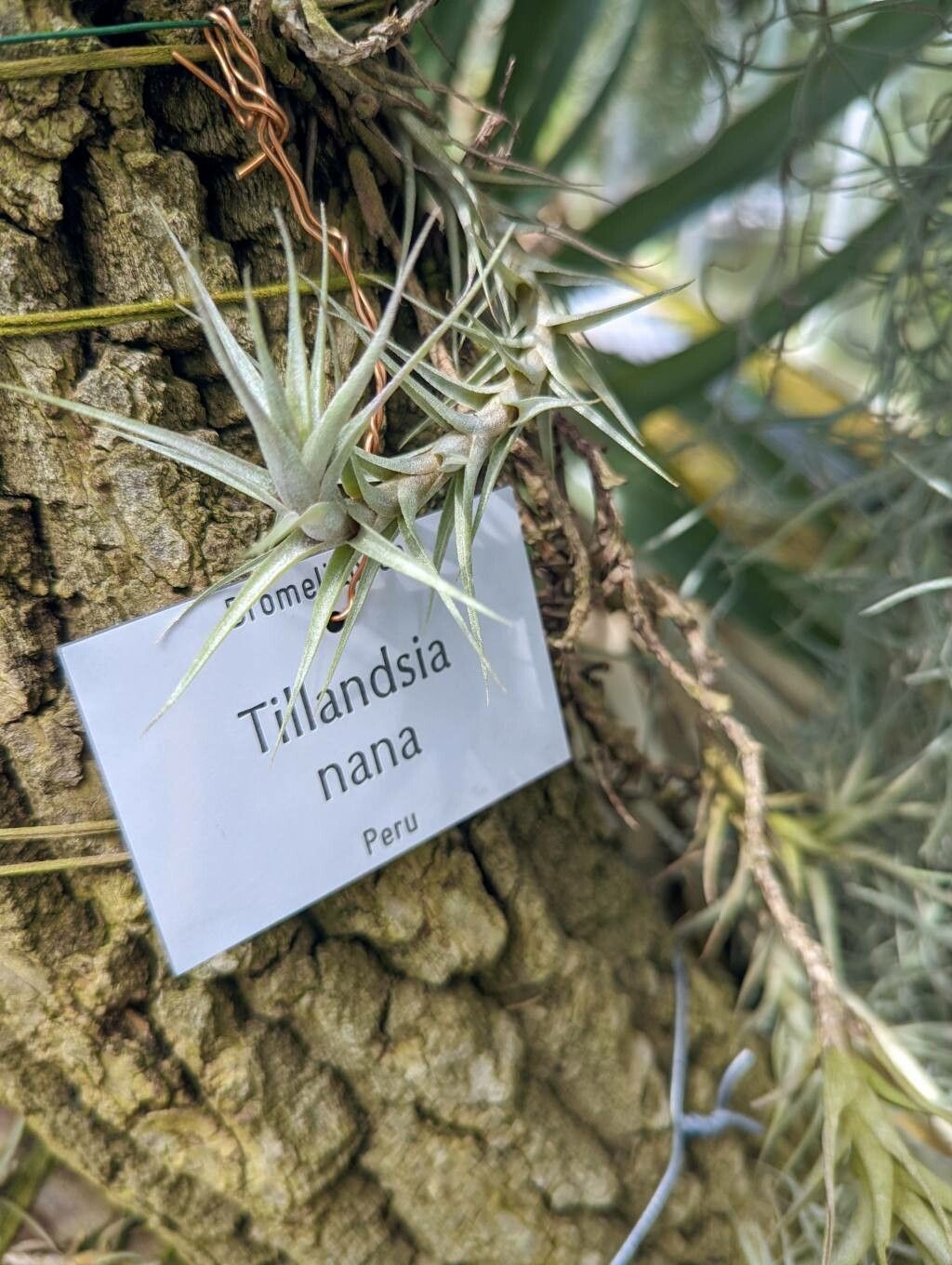 Tillandsia nana habit