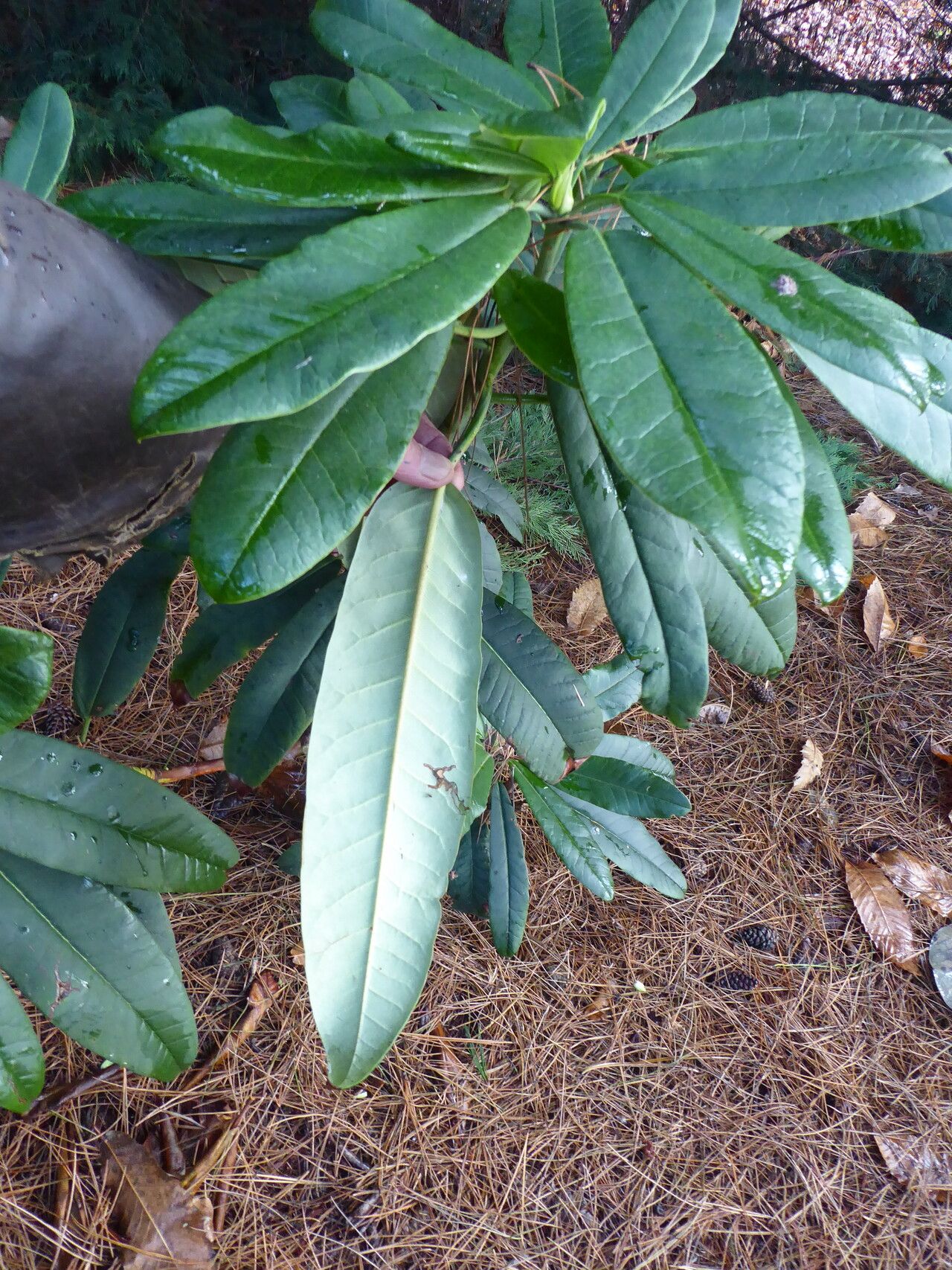 Rhododendron preptum leaf
