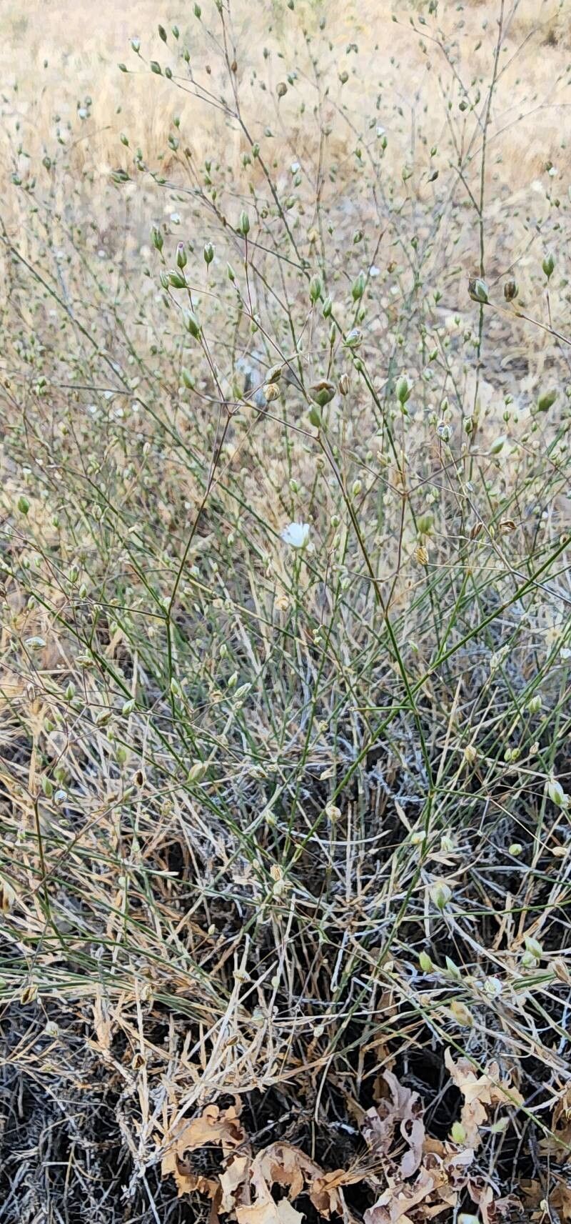 Bufonia macrocarpa habit