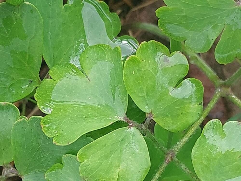 Festuca membranacea leaf