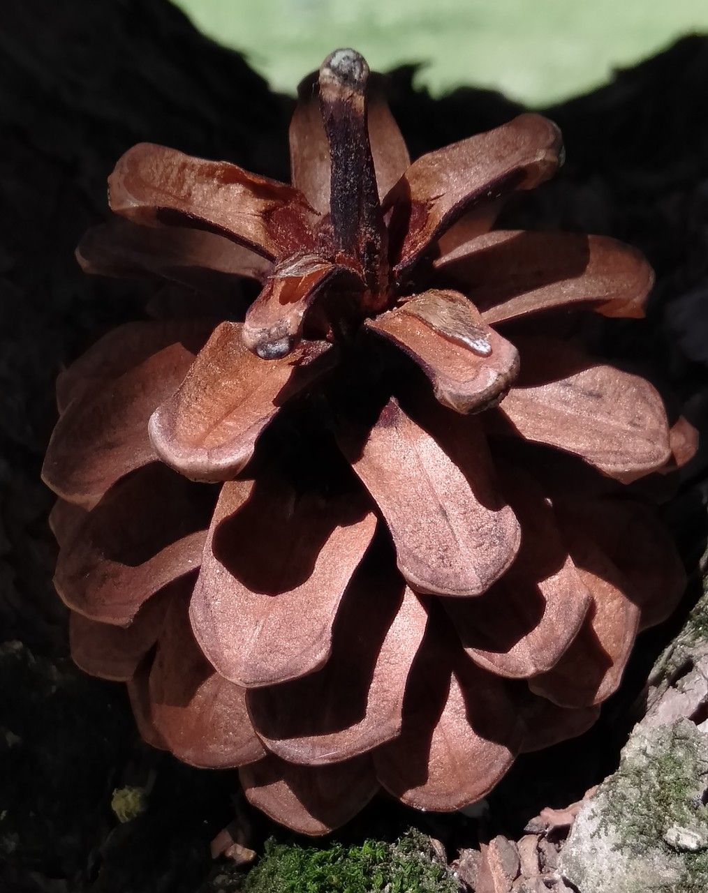 Pinus thunbergii fruit
